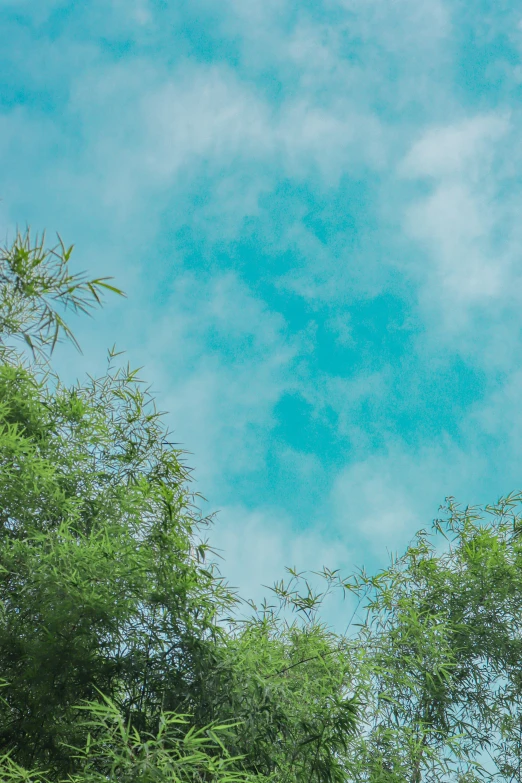 a view of trees and a cloudy sky