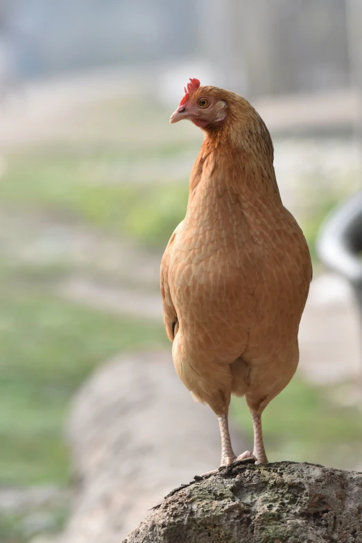 a brown chicken with a red crest stands on a log