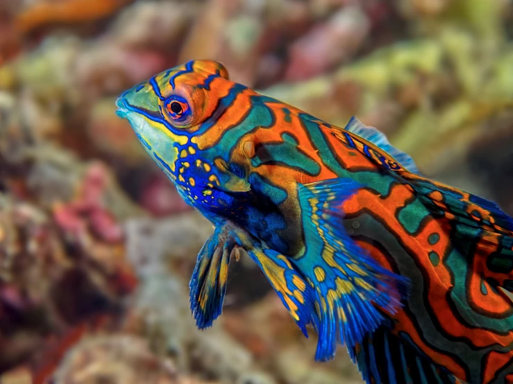 this colorful fish is looking at the camera