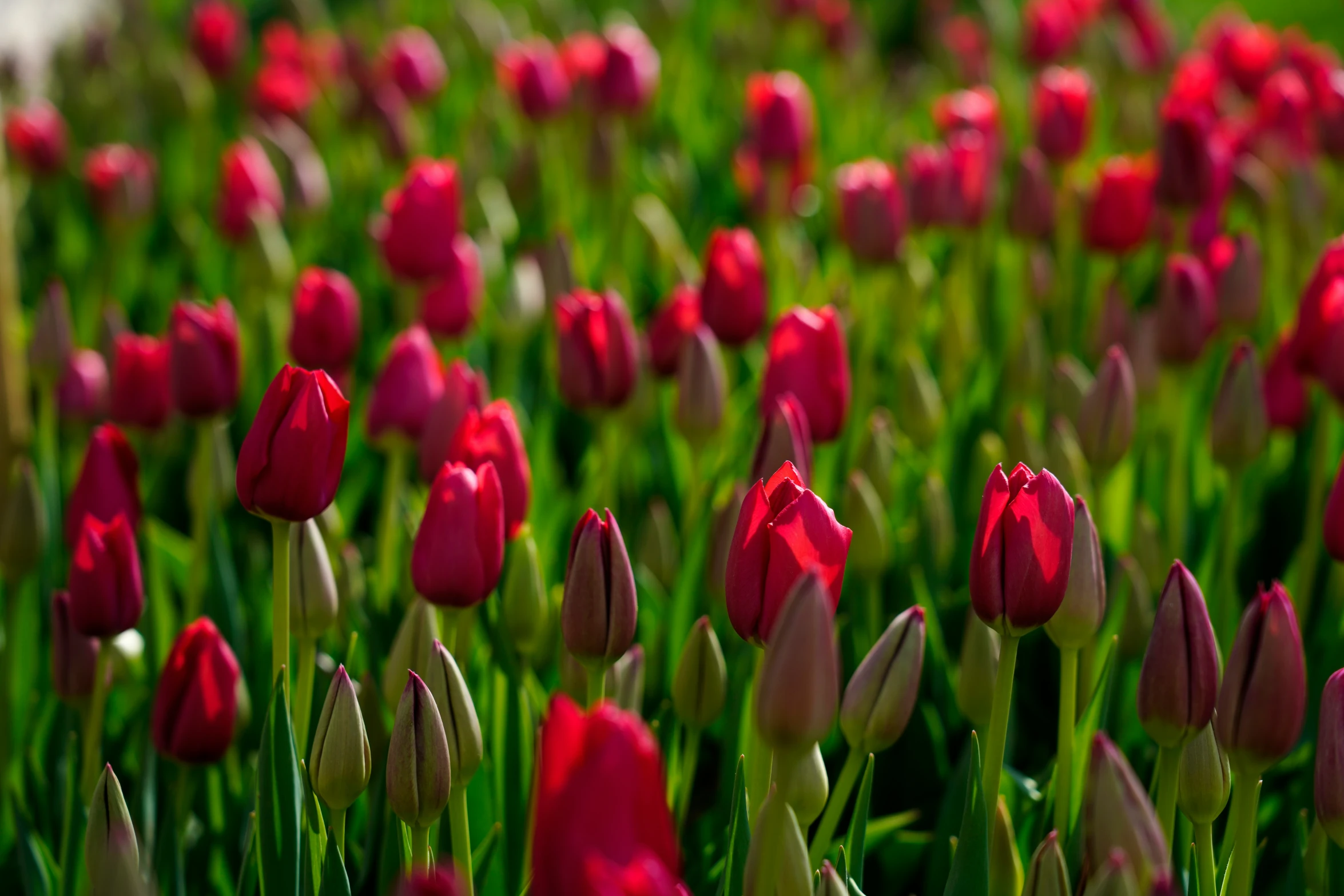 tulips blooming in a garden and in the background, are white bricks