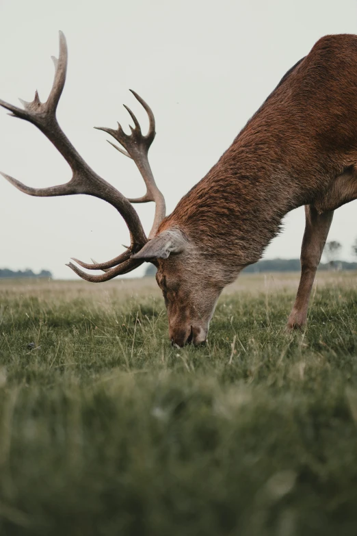 an antelope grazing in the middle of a grass covered field