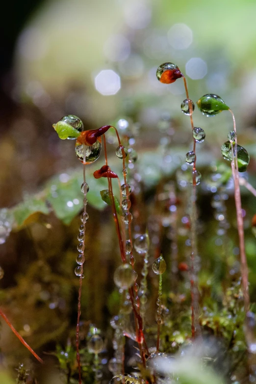 water drops are falling on the leaves and ground