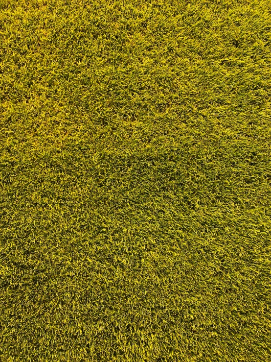 green grass with tiny blue flowers growing in the distance