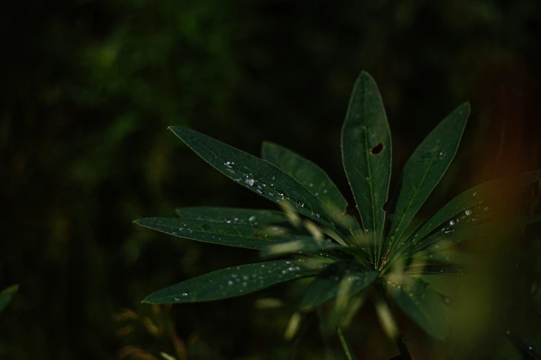 some flowers with drops of water on them