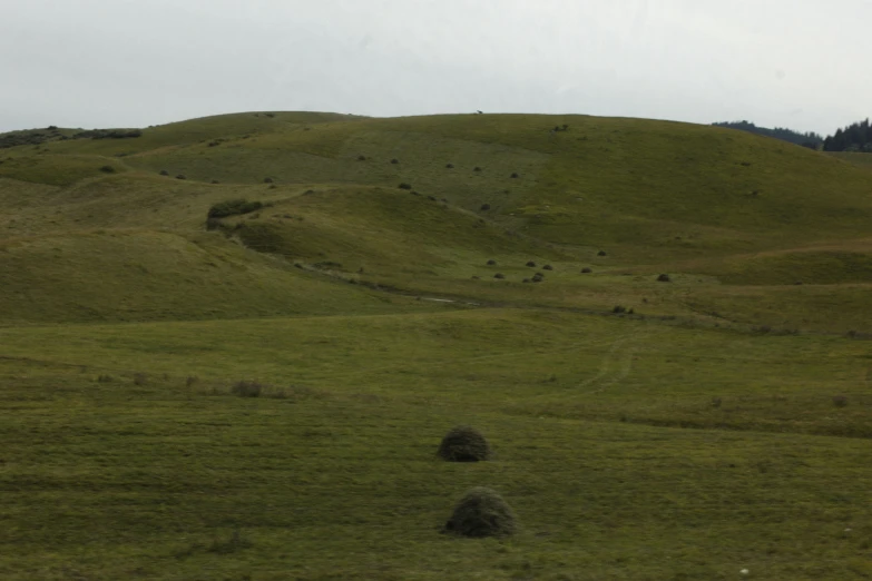 a grassy hill with some trees on the top of it