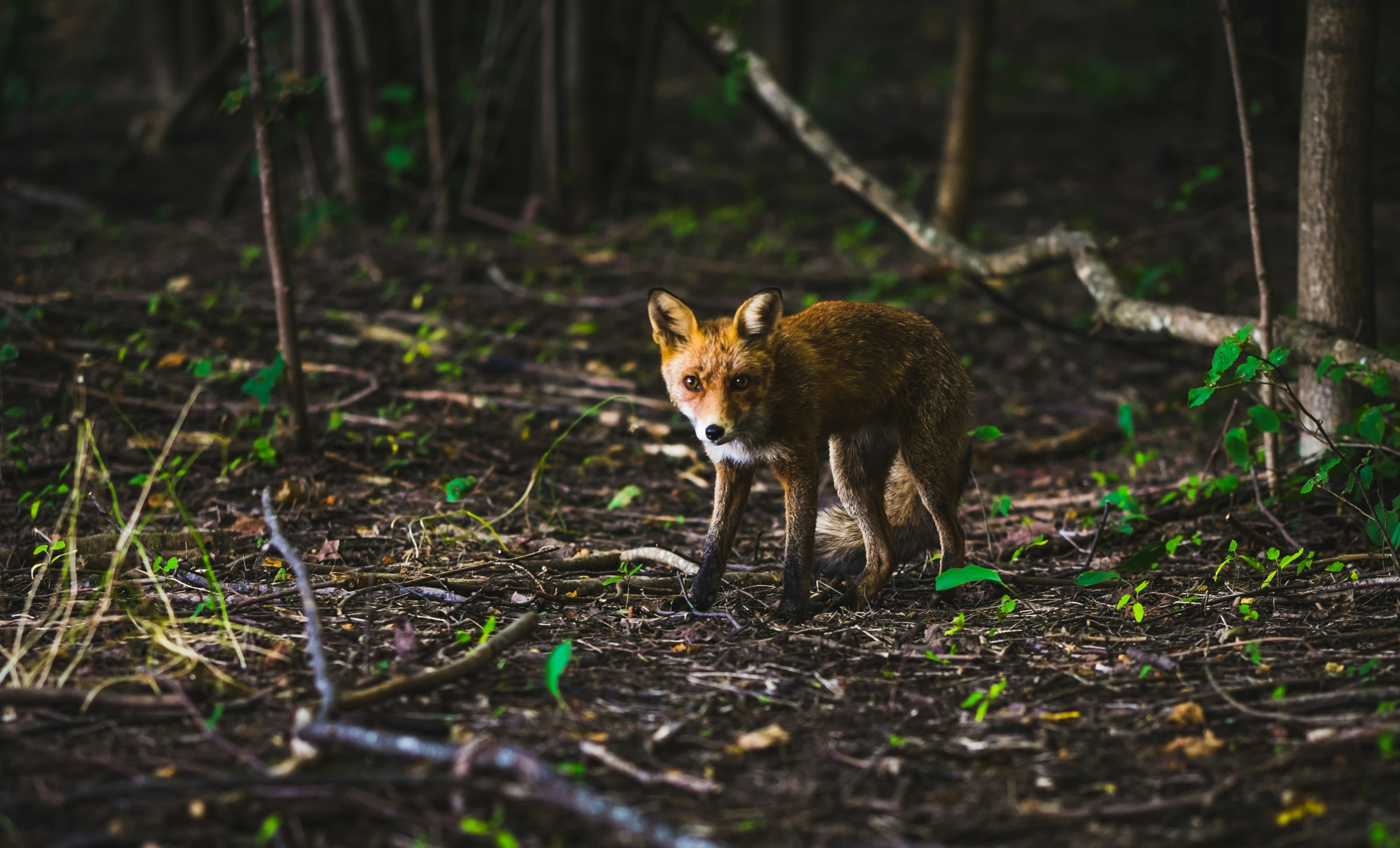 a red fox walking through the woods