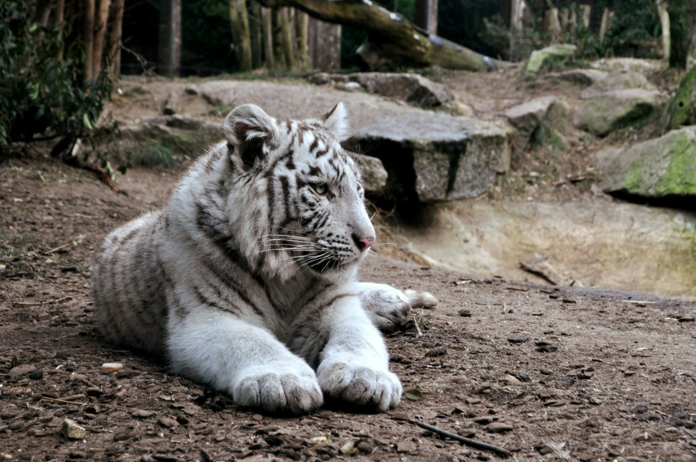 a white tiger laying on the ground in a jungle