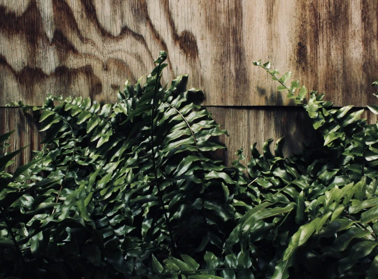 an assortment of greens are growing next to the wall