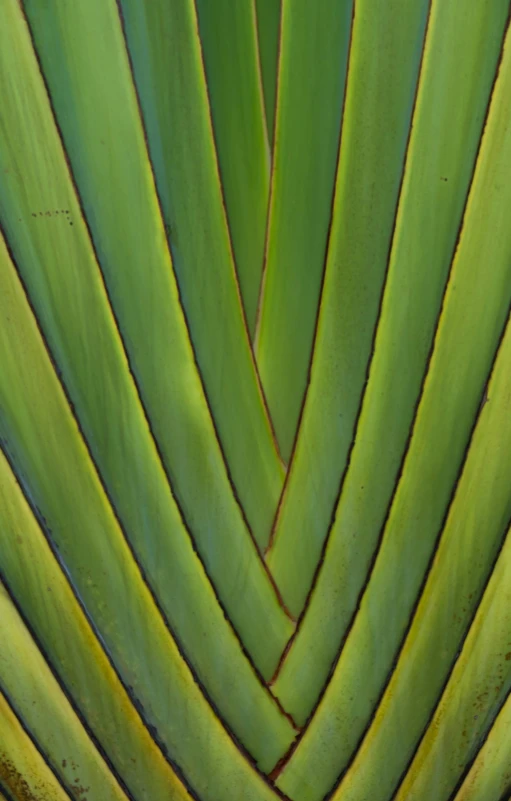 closeup po of the underside of an agave leaf