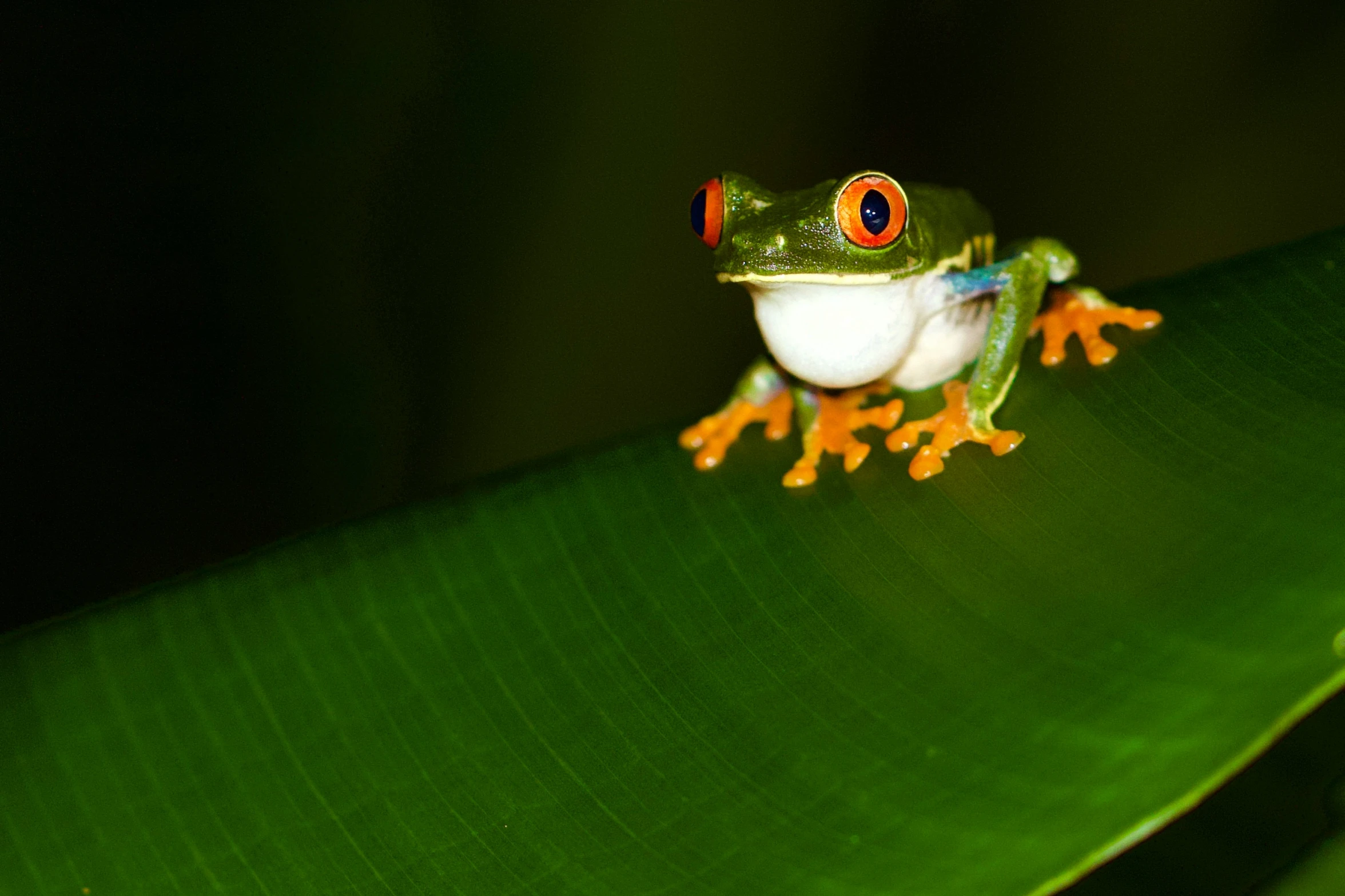 the green frog is sitting on a banana leaf