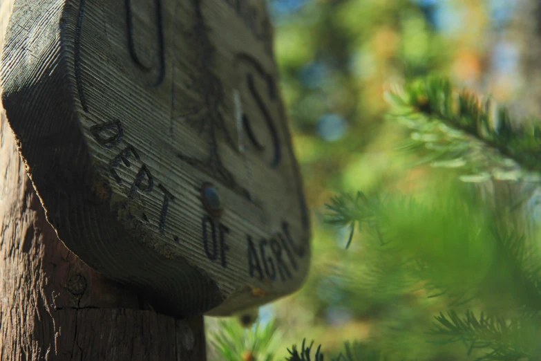 a tree trunk with a tree ornament carved to it