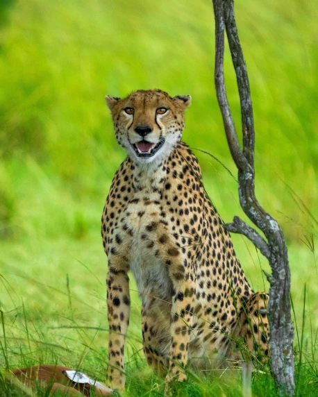 a cheetah sits next to a tree in the grass
