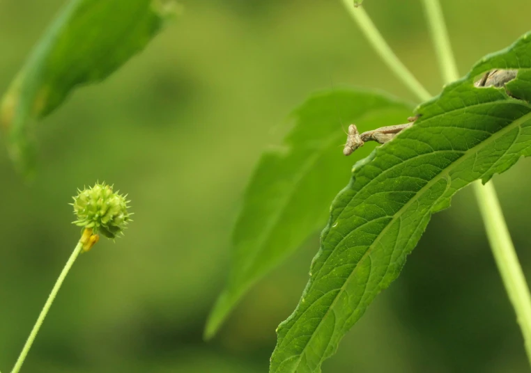 small green insect on top of a leaf next to flowers