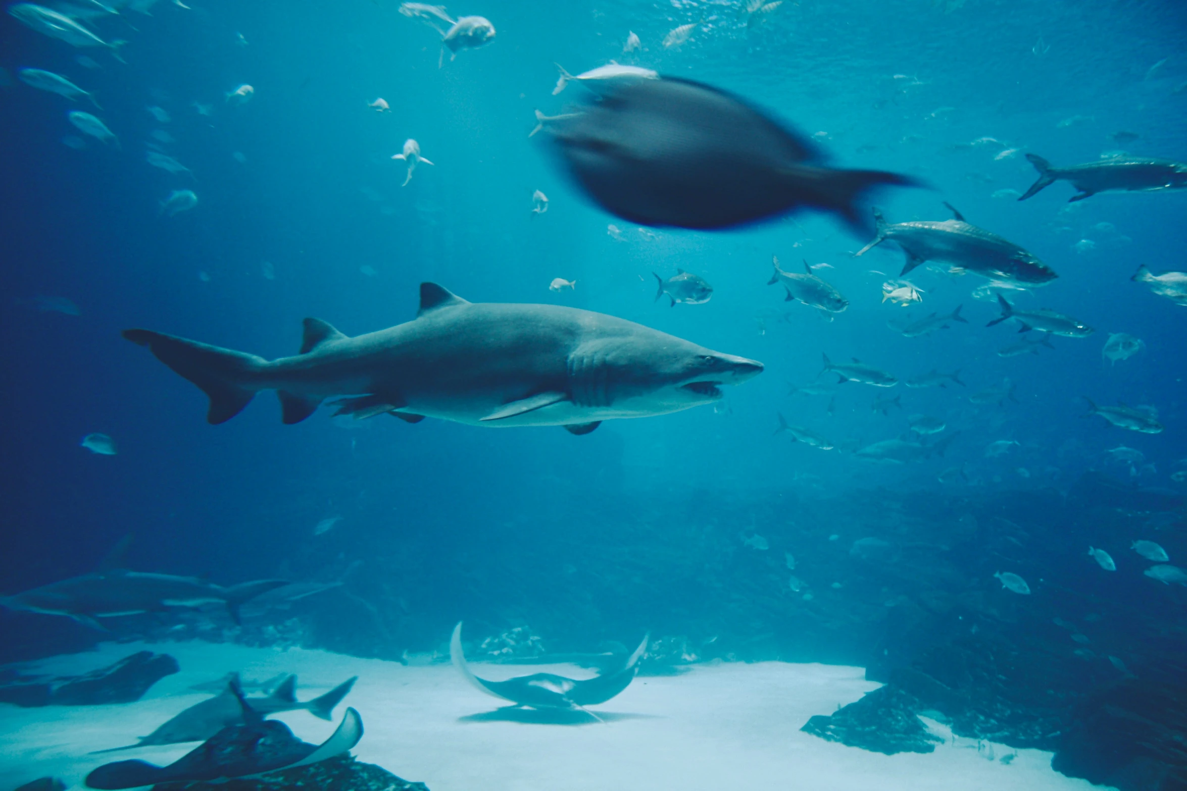 a view of the under water area, with many fish swimming about