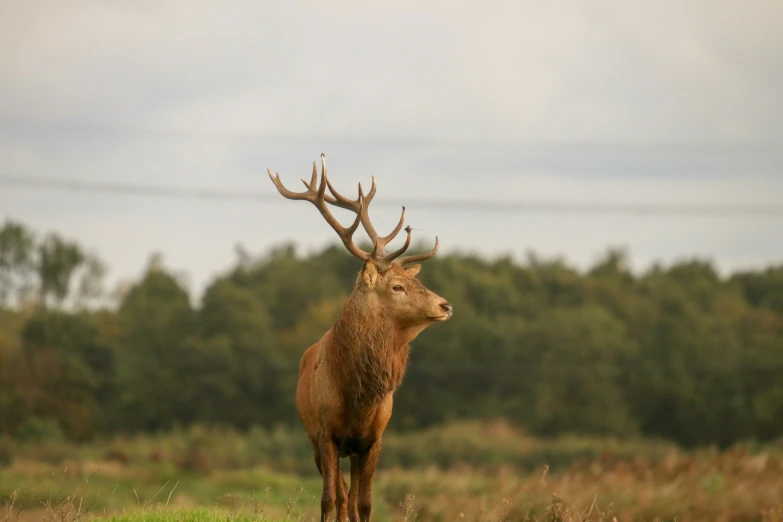 a large red deer standing on top of a grass covered field