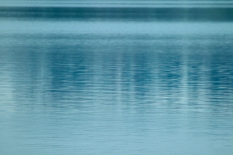 bird flying over the still water of the lake