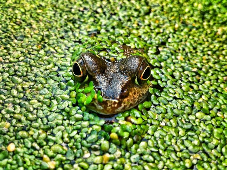 the frog is hiding his head on the plant