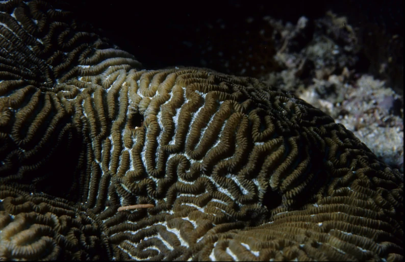 an octo or sea snake crawling on the ocean