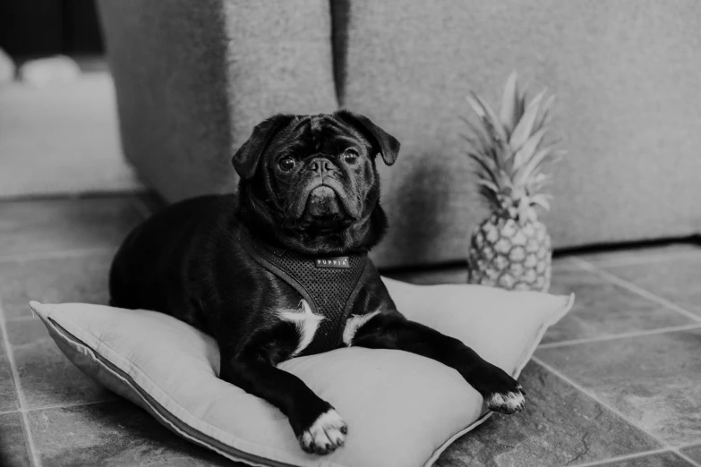 a dog is laying on a cushion with his paws