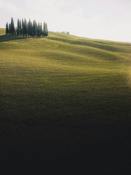 some trees sitting on top of a hill