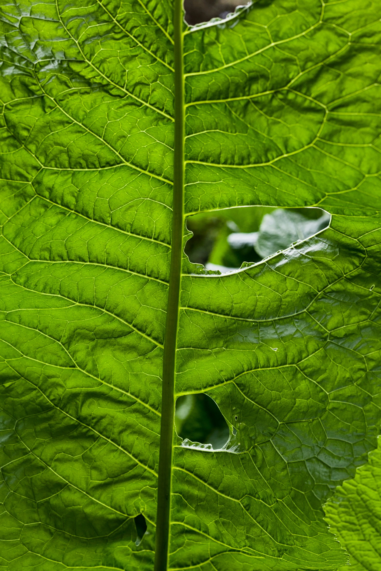 the underside of a large green leaf