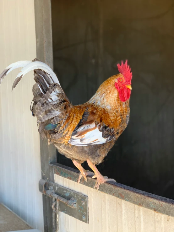 rooster looking at camera standing on fence post