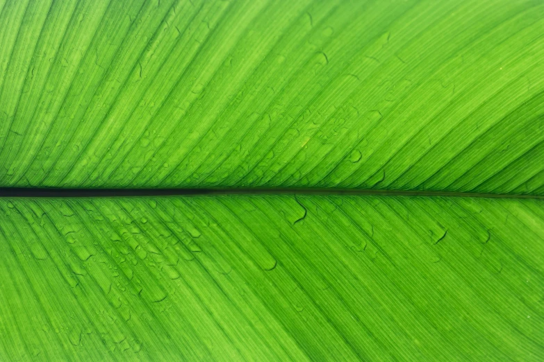 a green leaf with some water drops on it