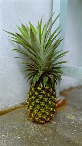 a pineapple is sitting next to a white wall