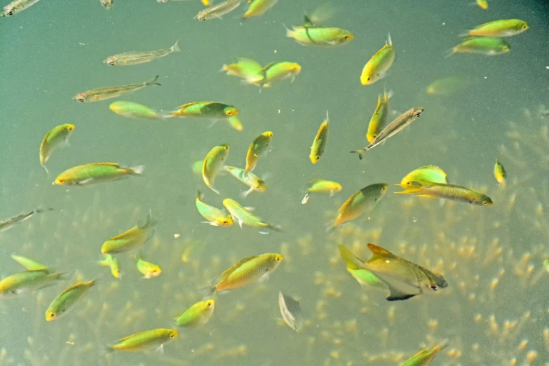 several fish swimming in the water together