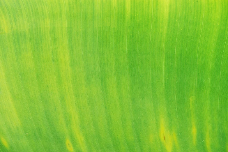 a leaf is shown with green tones
