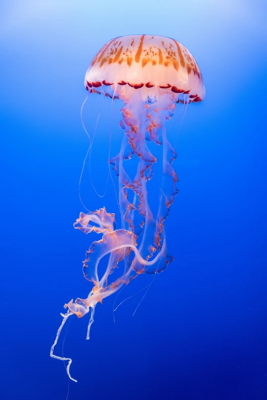 a jellyfish floating in a deep blue water