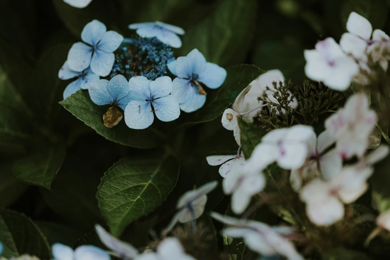 white and blue flowers that are blooming in the dirt