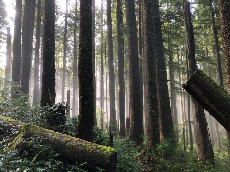 a forest filled with lots of tall tree trunks