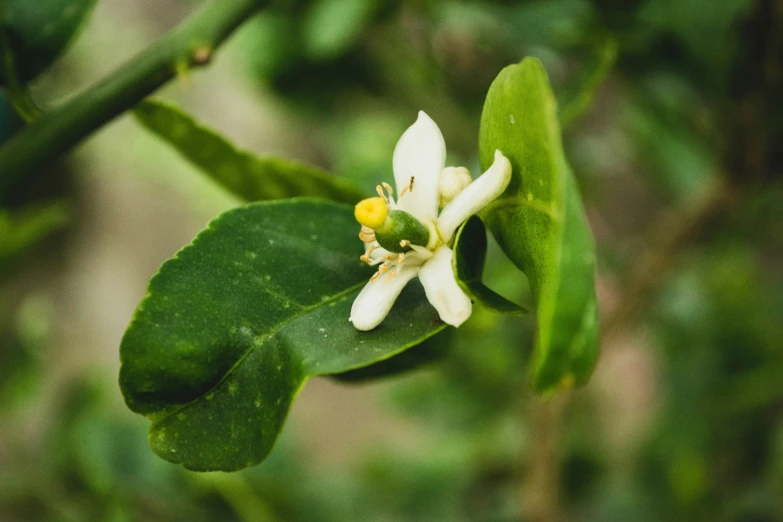 a closeup po of a single flower