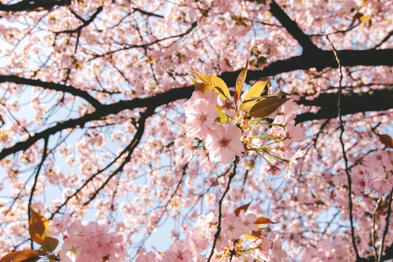 the nches and flowers of a cherry blossom tree are blooming