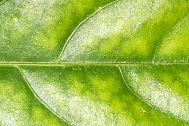 the surface of a leaf with some light coming from it