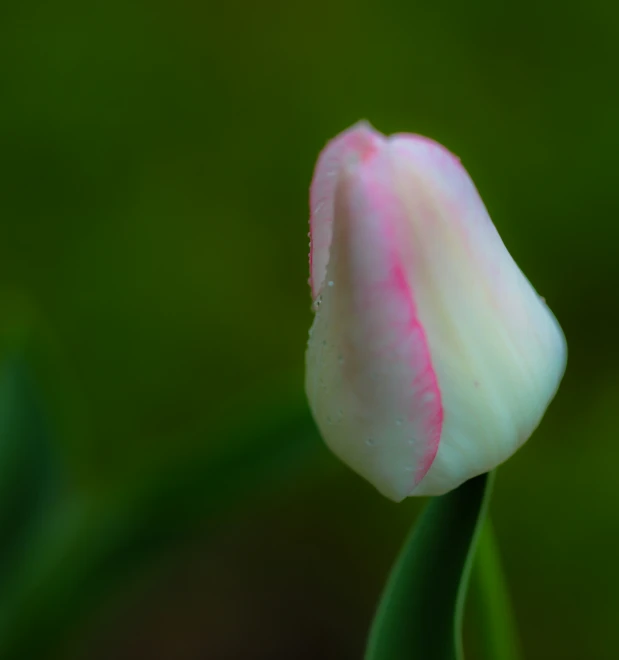 a flower in bloom with water droplets on the petals