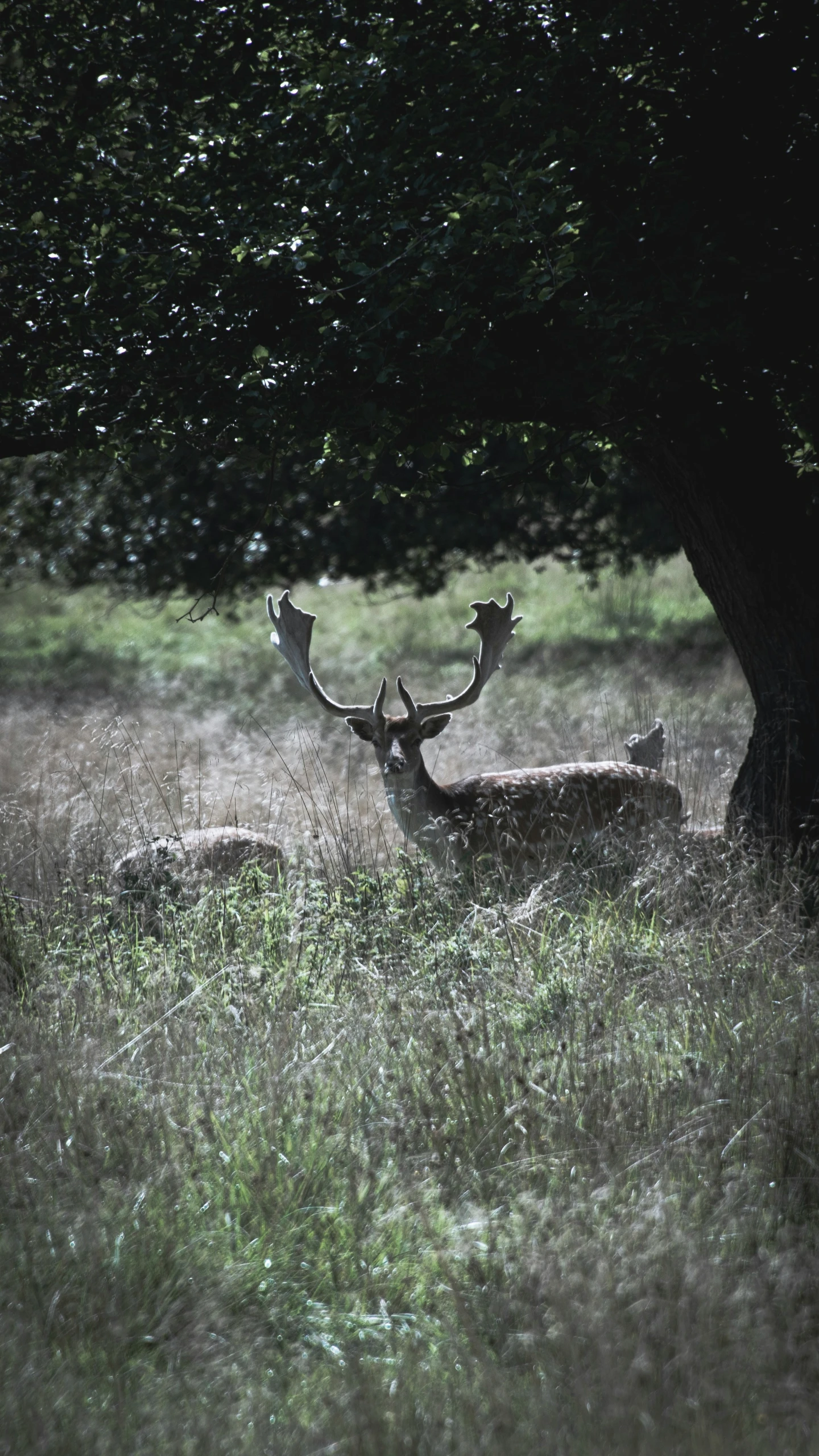 a herd of deer laying down in the grass