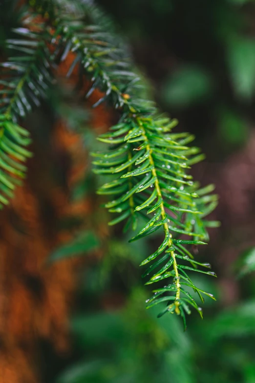 green needles and tiny dots on a tree nch