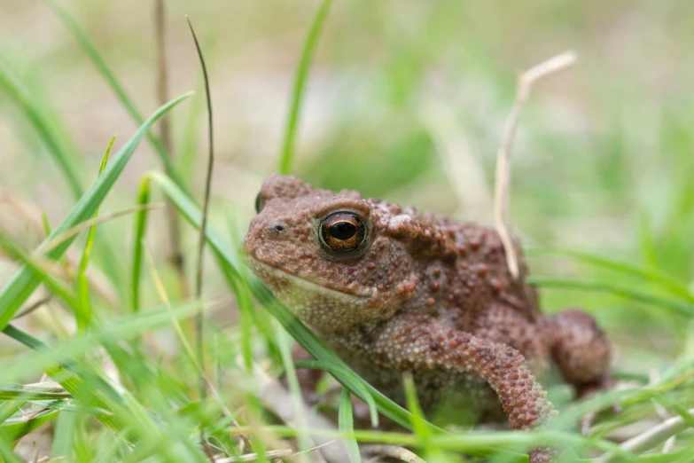 the frog is sitting in the grass near the grass