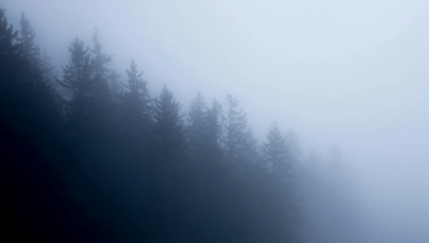 trees in the distance with mist and fog