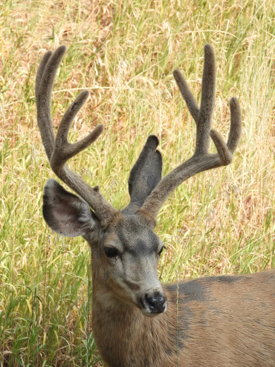 a deer with antlers is standing in the tall grass