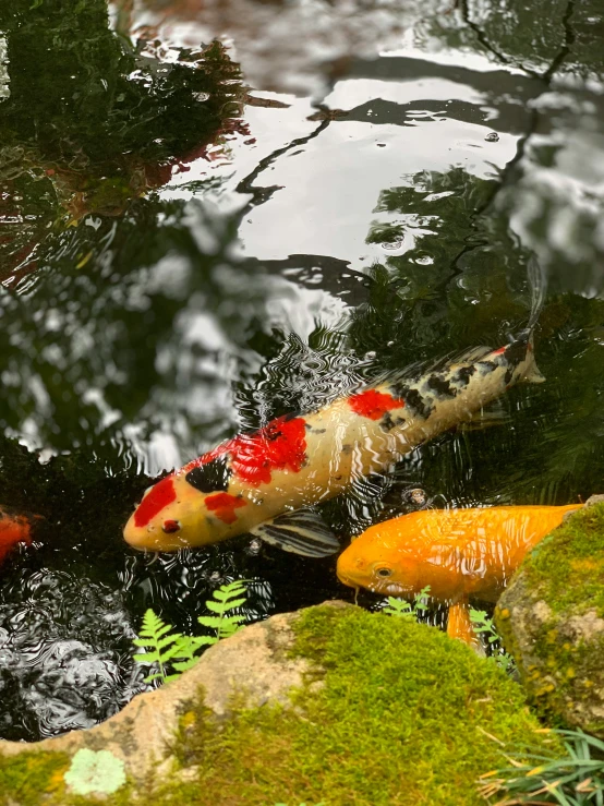 many koi fish are in the pond