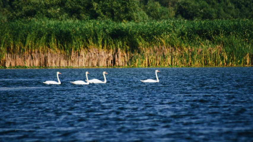 three swans swimming on a blue lake near tall grass