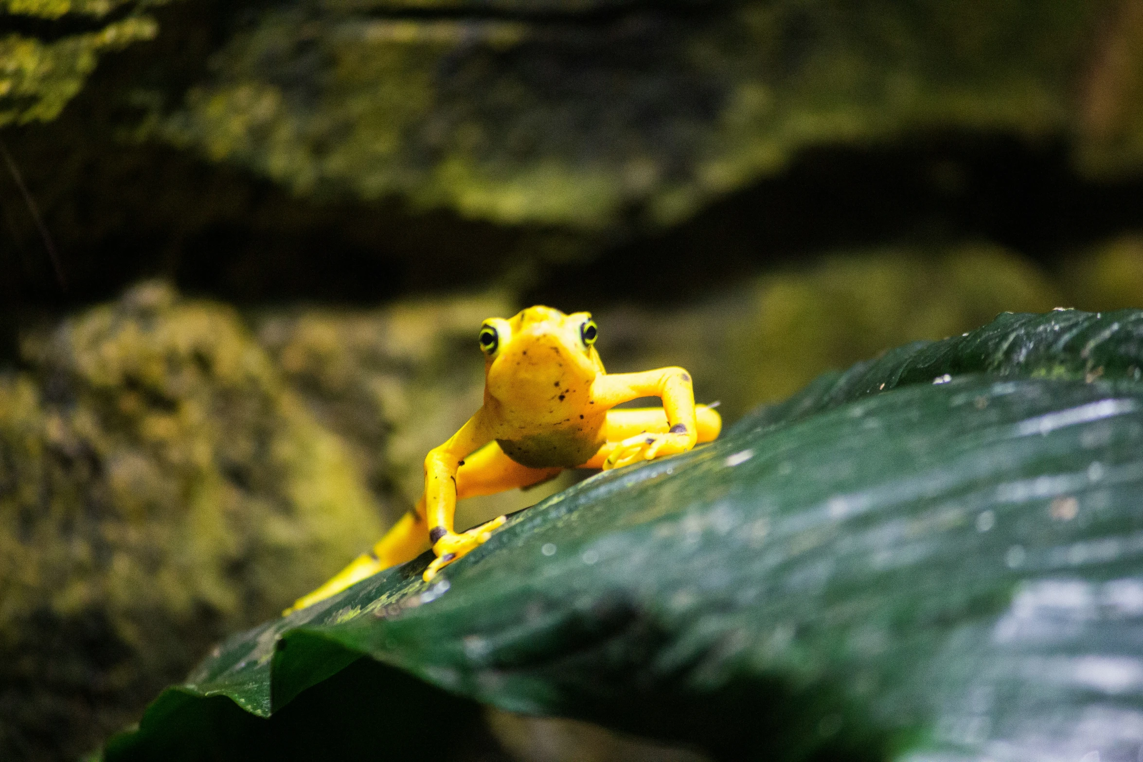 a yellow frog sitting on a leaf looking down at the camera