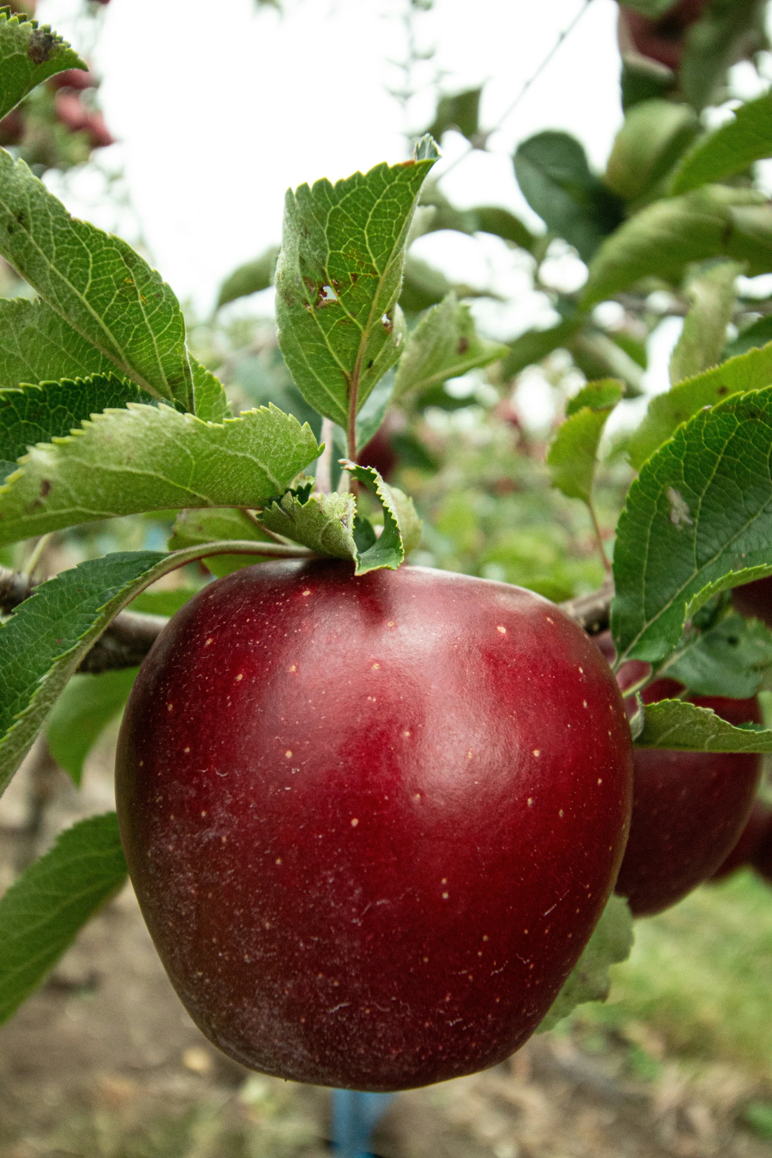 two apples in an apple tree with leaves on them