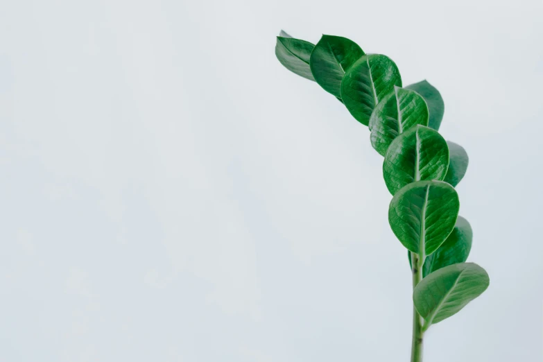 a green plant on a clear sky background