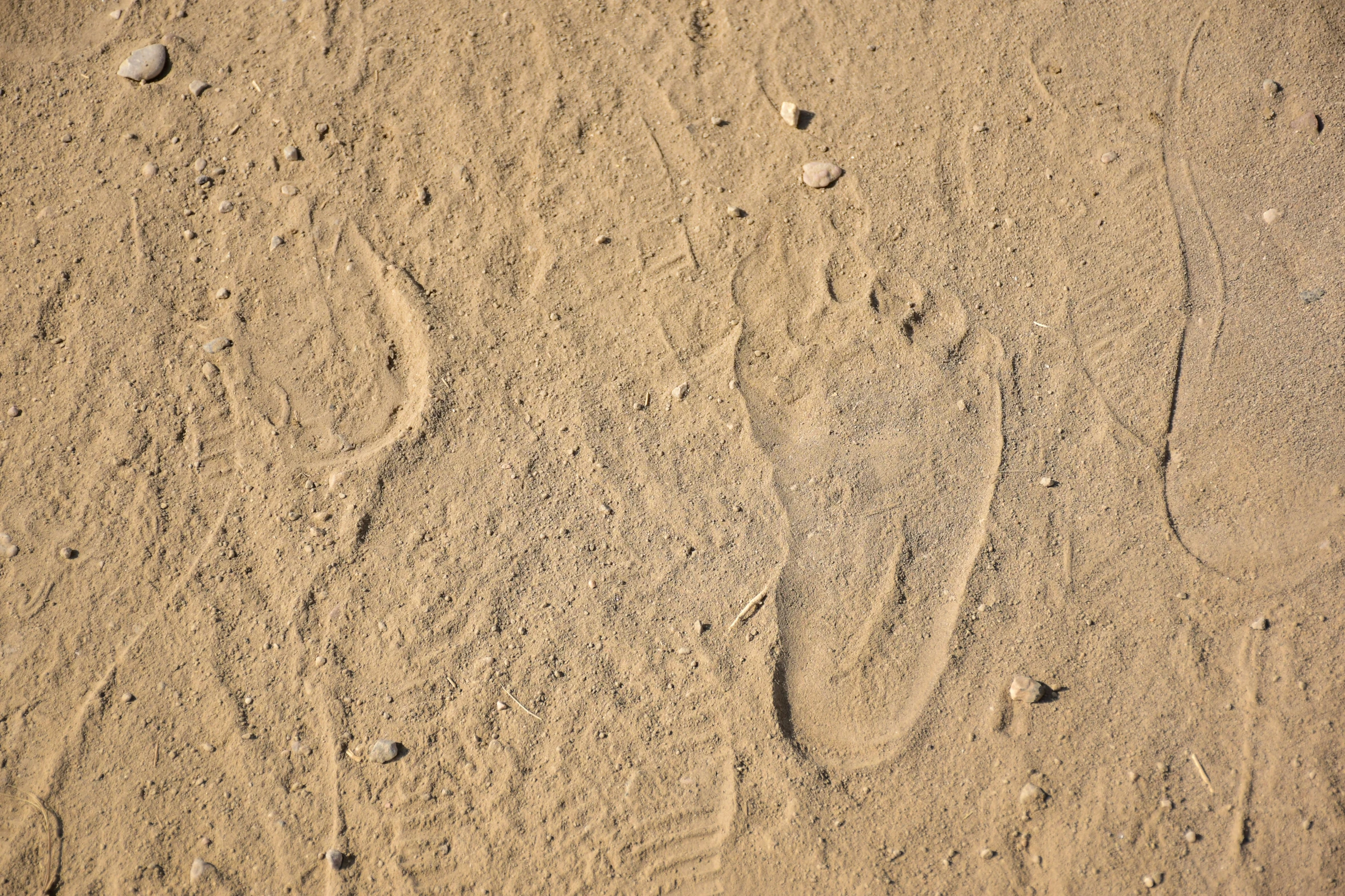 a bird has drawn a foot print in the sand