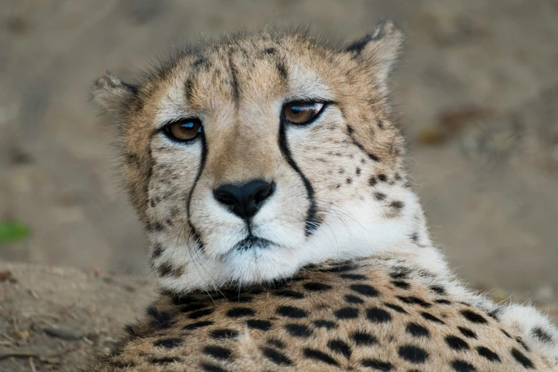 a cheetah sitting in the shade of a tree