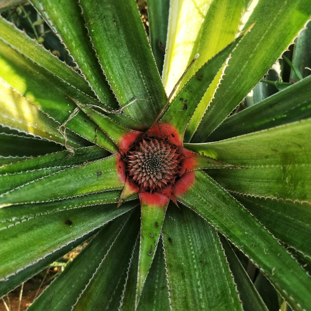 a small flower sits in the center of a green plant